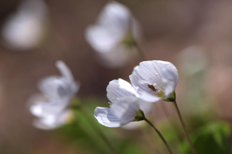 s:51:"Symbolfoto Schöpfung: Anemonenblüten im Frühling";