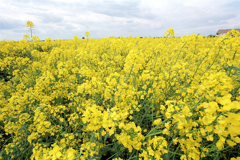 s:63:"Expertin: Zukunftsfähige Landwirtschaft trotzt dem Klimawandel";