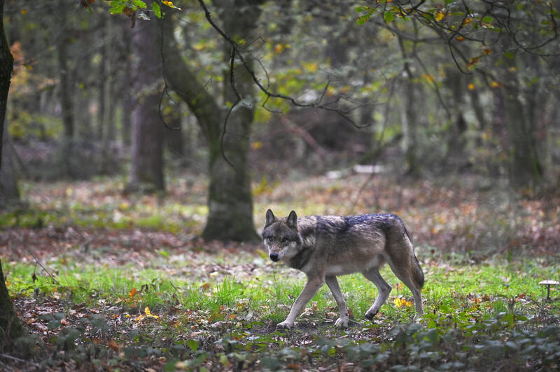 s:61:"Europäischer Wolf im Wildpark Alte Fasanerie in Klein-Auheim";