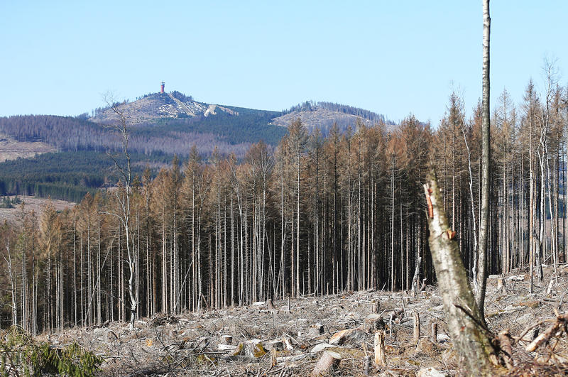 s:72:"Themenfoto: Wiederbewaldungs- und Waldentwicklungsprogramm für den Harz";