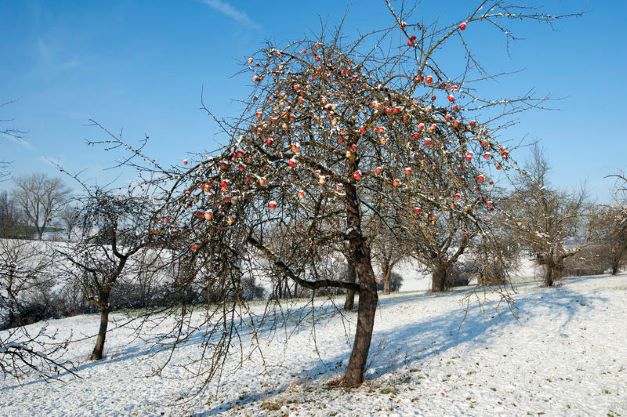 Streuobstwiese