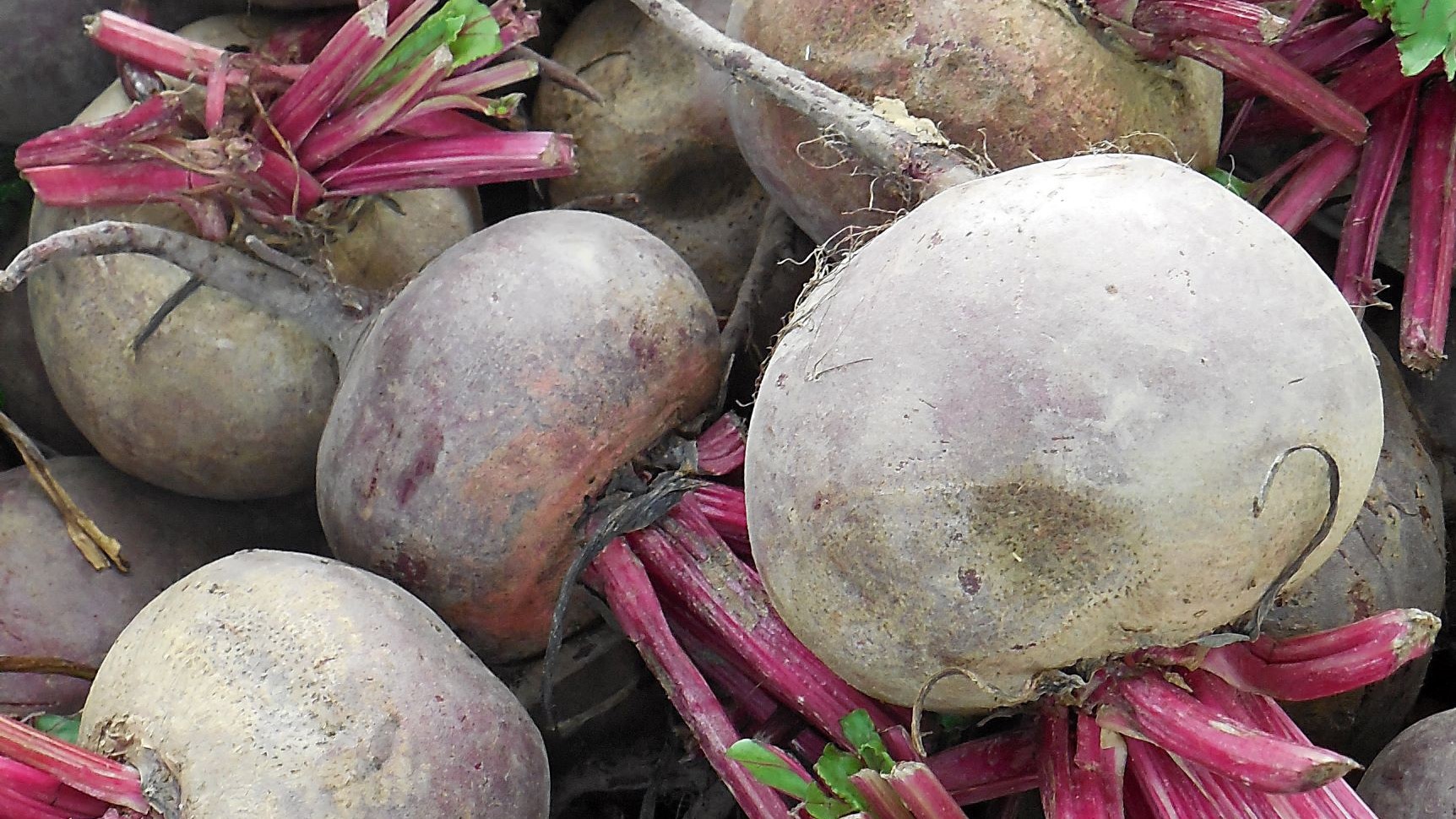 Vorspeise mit Rote Bete