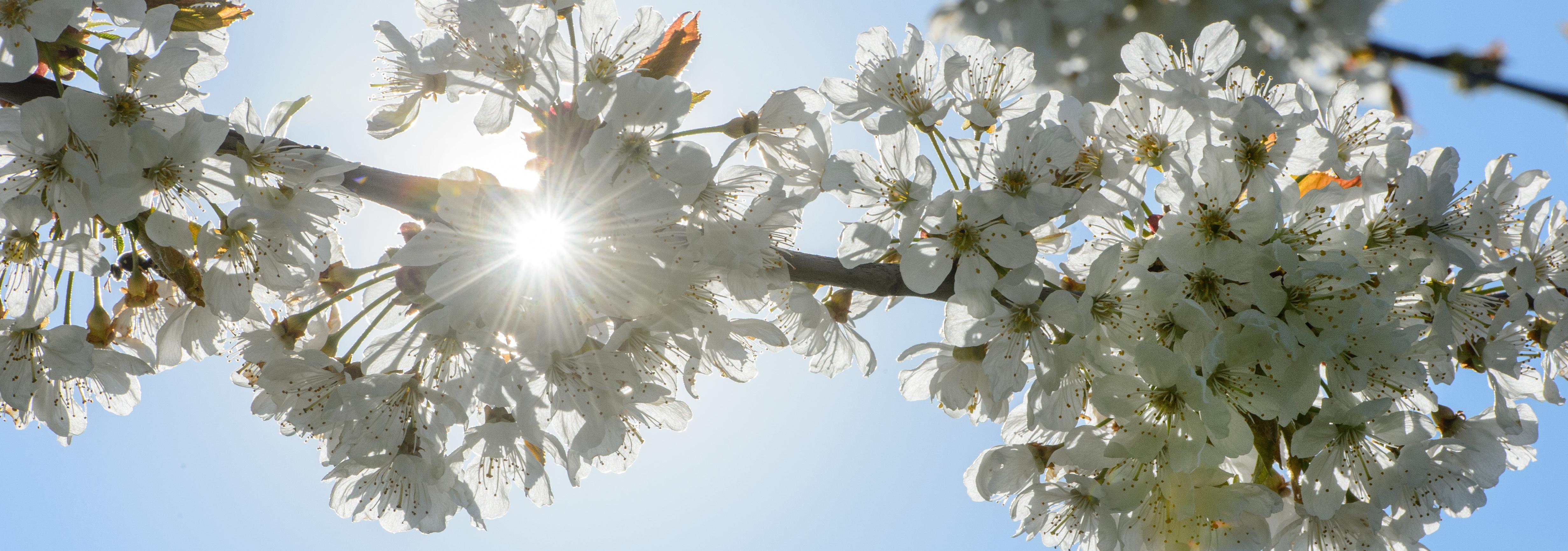 epd Bayern - Kirschblüte in der Fränkischen Schweiz